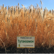 Озимый  ячмень Тутанхамон (дворучка)