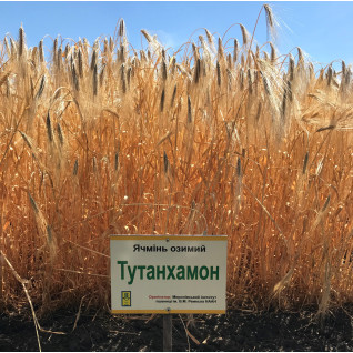 Озимый  ячмень Тутанхамон (дворучка)
