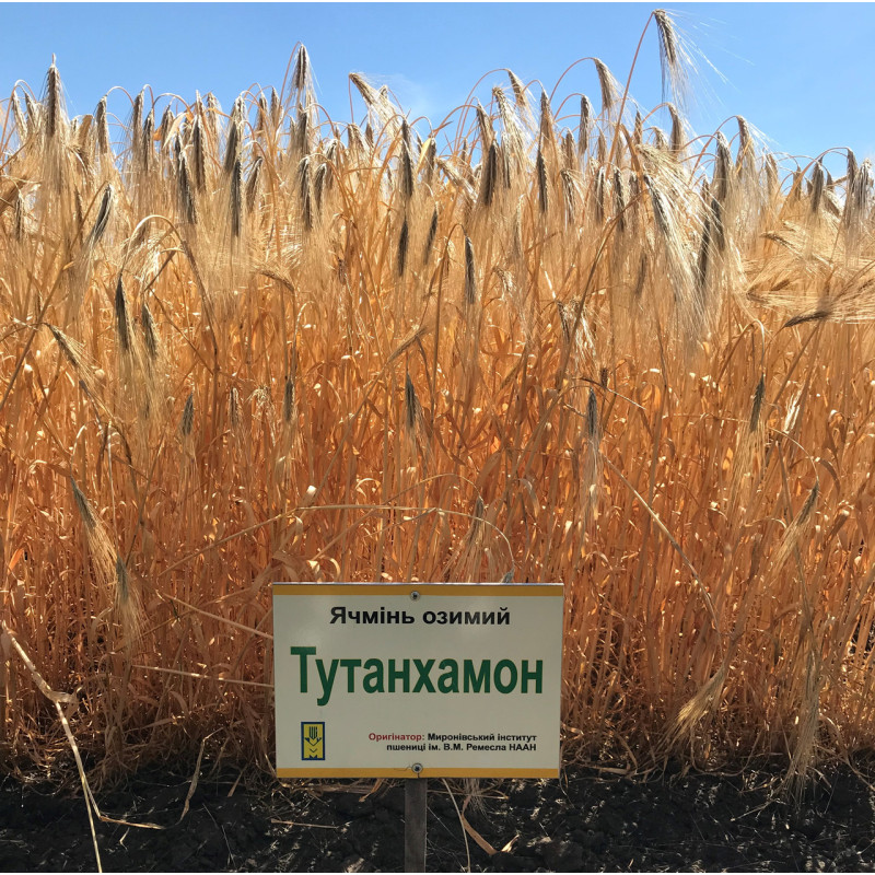 Озимый  ячмень Тутанхамон (дворучка)
