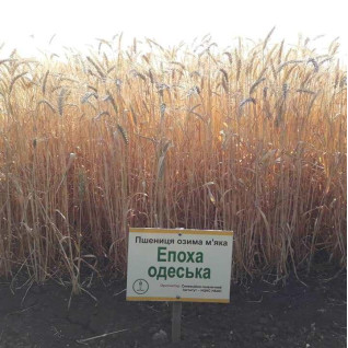 Эпоха Одесская