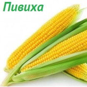 ДН Пивиха насіння кукурудзи