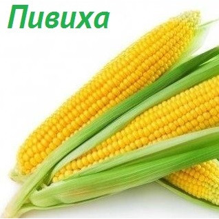 ДН Пивиха семена кукурузы