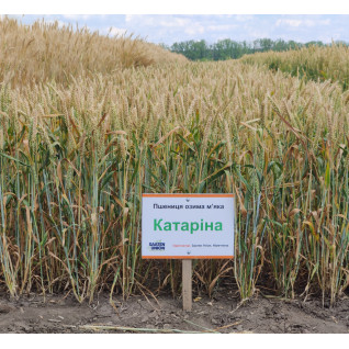 Катарина