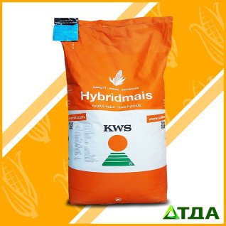 Насіння гібриду кукурудзи Келтикус KWS ФАО 270