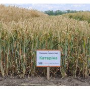 Катарина
