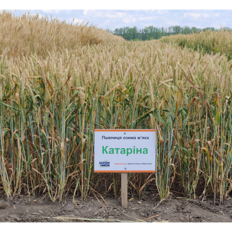 Катарина