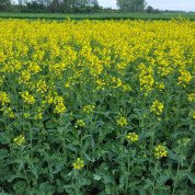 Насіння озимого ріпака Клаурус