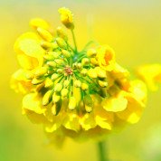 Насіння озимого ріпака Мемфіс