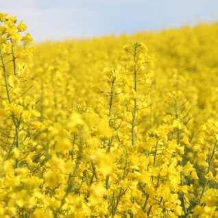 Насіння озимого ріпака Торуді