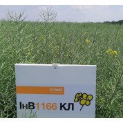 Насіння озимого ріпака ІнВ1166 КЛ